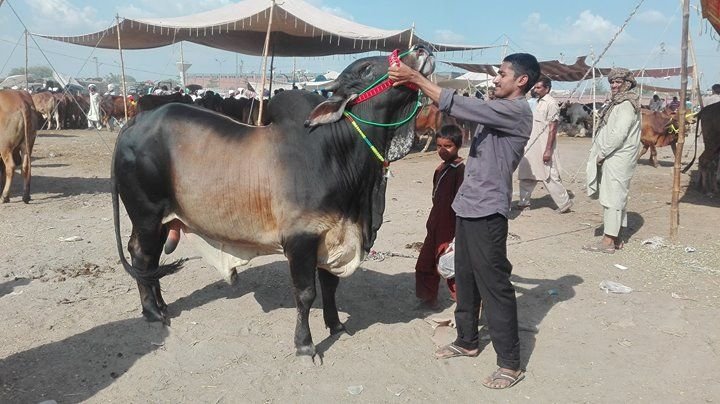 যাদের ওপর কোরবানি ওয়াজিব