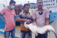 পদ্মায় ধরা পড়লো ১৩ কেজির বোয়াল, ২৩ হাজার টাকায় বিক্রি