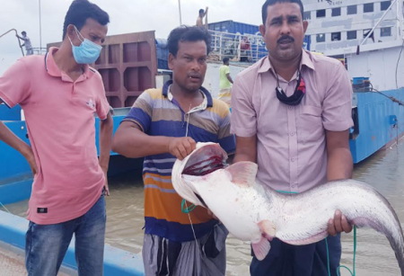 পদ্মায় ধরা পড়লো ১৩ কেজির বোয়াল, ২৩ হাজার টাকায় বিক্রি