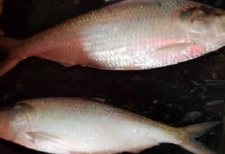 দুটি রাজা ইলিশ ধরা পড়লো মেঘনায়